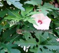 Alamo Vine - Ipomoea sinuata (Merremia dissecta) 1 gallon Alamo Vine - Ipomoea sinuata (Merremia dissecta) 1 gallon