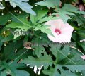 (image for) Alamo Vine - Ipomoea sinuata (Merremia dissecta) 1 gallon