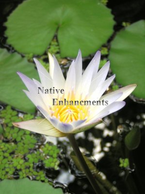 (image for) Blue Water Lily - Nymphae elegans - Bare Root