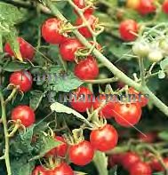 (image for) Wild Cherry Tomato - Lycoperison var. cerasiforme 