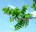 Black Walnut - Juglans nigra 5 gallon Black Walnut - Juglans nigra 5 gallon