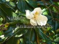 (image for) Southern Magnolia - Magnolia grandiflora 5 gallon