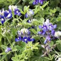 Bluebonnet - Lupinus texensis 4 inch Bluebonnet - Lupinus texensis 4 inch