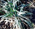 Blue Wood Sedge - Carex flaccosperma 1 gallon Blue Wood Sedge - Carex flaccosperma 1 gallon