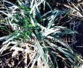 (image for) Blue Wood Sedge - Carex flaccosperma 1 gallon