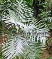 Radicalis Palm - Chamaedora radicalis 5 gallon Radicalis Palm - Chamaedora radicalis 5 gallon