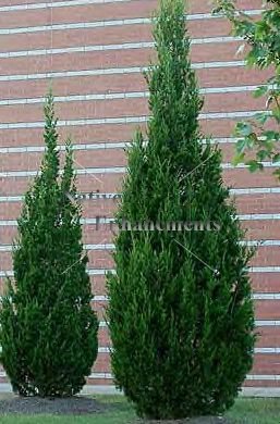 cedar brodie southern juniperus gallon tree larger