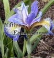 (image for) Blue Flag Iris - Iris virginica 5 gallon