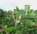 Cochineal Cactus, Nopal - Nopalea cochenillifera 5 gallon (image for) Cochineal Cactus, Nopal - Nopalea cochenillifera 5 gallon