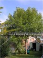 Green Ash - Fraxinus pennsylvanica 5 gallon (image for) Green Ash - Fraxinus pennsylvanica 5 gallon