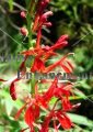 Cardinal Flower - Lobelia cardinalis 1 gallon (image for) Cardinal Flower - Lobelia cardinalis 1 gallon