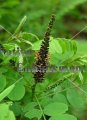 Indigobush – Amorpha fruticosa 5 gallon (image for) Indigobush – Amorpha fruticosa 5 gallon