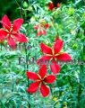 Texas Star Hibiscus 1 gallon (image for) Texas Star Hibiscus 1 gallon