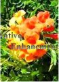 Orange Bells - Tecoma x 5 gallon (image for) Orange Bells - Tecoma x 5 gallon