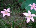 Pink Rain Lily - Zephyranthes grandiflora 1 gallon (image for) Pink Rain Lily - Zephyranthes grandiflora 1 gallon