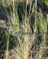 Gulf Cordgrass - Spartina spartinae / Plug (image for) Gulf Cordgrass - Spartina spartinae / Plug
