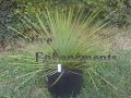 Hedgehog Agave - Agave stricta 5 gallon (image for) Hedgehog Agave - Agave stricta 5 gallon