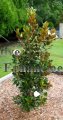 S. Magnolia “Little Gem” - Magnolia grandiflora 5 gallon (image for) S. Magnolia “Little Gem” - Magnolia grandiflora 5 gallon