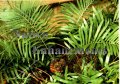 Florida Coontie - Zamia pumila 5 gallon (image for) Florida Coontie - Zamia pumila 5 gallon