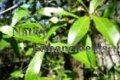 Laurel Oak - Quercus laurifolia 5 gallon (image for) Laurel Oak - Quercus laurifolia 5 gallon
