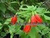 Mexican Turks Cap - Malvaviscus arboreus 1 gallon (image for) Mexican Turks Cap - Malvaviscus arboreus 1 gallon