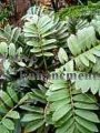 Cardboard Palm - Zamia furfuracea 5 gallon (image for) Cardboard Palm - Zamia furfuracea 5 gallon