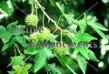 Sweetgum - Liquidambar styraciflua 5 gallon (image for) Sweetgum - Liquidambar styraciflua 5 gallon