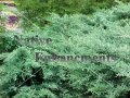 Grey Owl - Juniperus virginiana 5 gallon (image for) Grey Owl - Juniperus virginiana 5 gallon