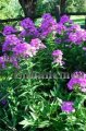 Summer Phlox - Phlox paniculata 1 gallon (image for) Summer Phlox - Phlox paniculata 1 gallon