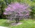Eastern Redbud – Cercis canadensis 5 gallon (image for) Eastern Redbud – Cercis canadensis 5 gallon