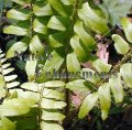 Christmas Fern – Polystichum arostichoides 1 gallon (image for) Christmas Fern – Polystichum arostichoides 1 gallon