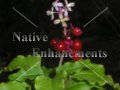 Pigeonberry - Rivina humilis 1 gallon (image for) Pigeonberry - Rivina humilis 1 gallon
