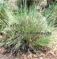 Sideoats Gramma - Bouteloua curtipendula 1 gallon (image for) Sideoats Gramma - Bouteloua curtipendula 1 gallon