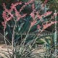 Red Yucca - Hesperaloe parviflora 1 gallon (image for) Red Yucca - Hesperaloe parviflora 1 gallon