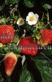 Strawberry - Fragaria x ananassa 1 gallon (image for) Strawberry - Fragaria x ananassa 1 gallon