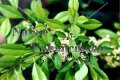 Possumhaw – Ilex decidua 5 gallon (image for) Possumhaw – Ilex decidua 5 gallon