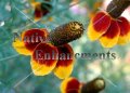 Mexican Hat - Ratiba columnifera 1 gallon (image for) Mexican Hat - Ratiba columnifera 1 gallon