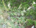 Kidneywood - Eysenhardtia texana 5 gallon (image for) Kidneywood - Eysenhardtia texana 5 gallon