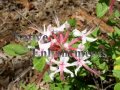 Piedmont Azalea - Rhododendron canescens 5 gallon (image for) Piedmont Azalea - Rhododendron canescens 5 gallon