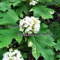 Oak Leaf Hydrangea - Hydrangea quercifolia 5 gallon (image for) Oak Leaf Hydrangea - Hydrangea quercifolia 5 gallon
