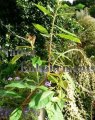 Mexican Summersweet - Clethra pringlei 5 gallon (image for) Mexican Summersweet - Clethra pringlei 5 gallon