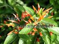 Mexican Honeysuckle – Justicia spicigera 1 gallon (image for) Mexican Honeysuckle – Justicia spicigera 1 gallon
