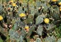 Texas Prickly Pear - Opuntia lindheimeri 5 gallon (image for) Texas Prickly Pear - Opuntia lindheimeri 5 gallon