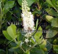 Sweet Pepper Bush - Clethra alnifolia (image for) Sweet Pepper Bush - Clethra alnifolia