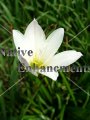 Evening Star Rain Lily - Cooperia drummondii 1 gallon (image for) Evening Star Rain Lily - Cooperia drummondii 1 gallon