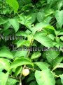 Spicebush - Lindera benzoin 5 gallon (image for) Spicebush - Lindera benzoin 5 gallon