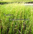 Smooth Cordgrass - Spartina alternifolia / Plug (image for) Smooth Cordgrass - Spartina alternifolia / Plug