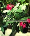 Spicy Jatropha – Jatropha integerrima 5 gallon (image for) Spicy Jatropha – Jatropha integerrima 5 gallon