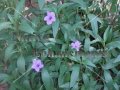 Soft Seeded Wild Petunia - Ruellia malacosperma 1 gallon (image for) Soft Seeded Wild Petunia - Ruellia malacosperma 1 gallon