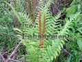 Cinnamon Fern – Osmunda cinnamomea 1 gallon (image for) Cinnamon Fern – Osmunda cinnamomea 1 gallon